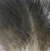Hareline Gallo De Leon Saddle Feathers