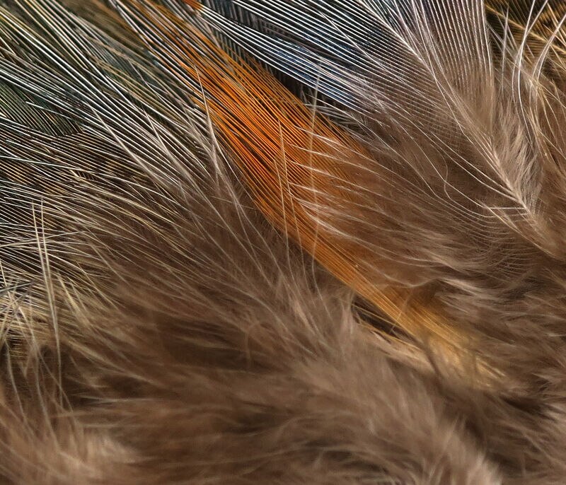 Hareline Strung Ringneck Rump Feathers
