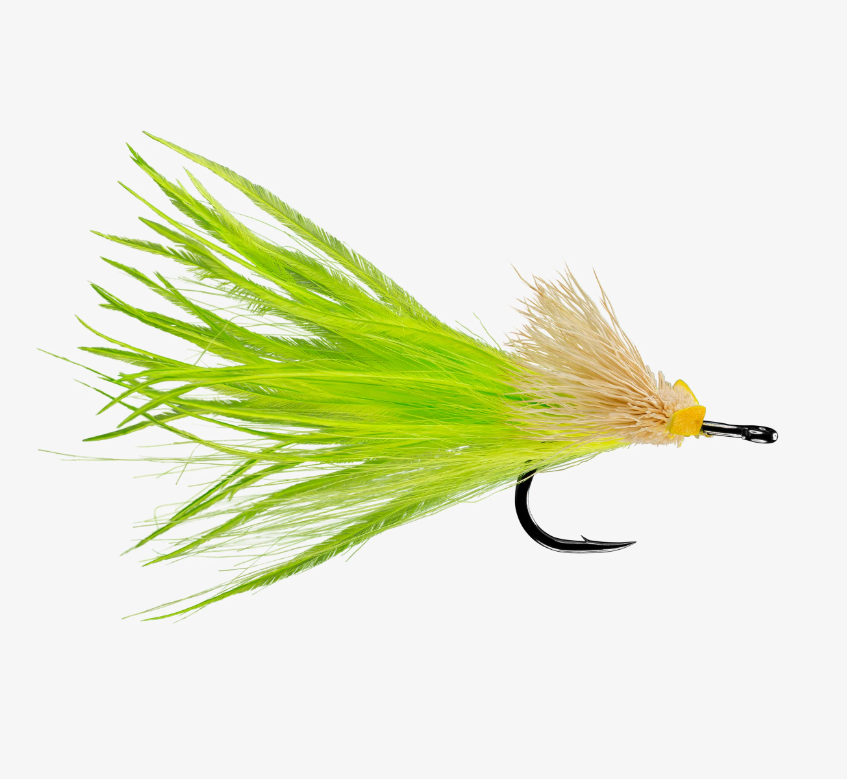 Dread Pirate - Rio Fly