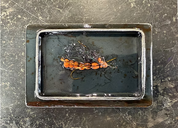 AWD Art Fly Belt Buckle