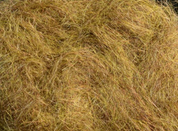 Arizona Simi Seal Dubbing