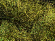 Arizona Simi Seal Dubbing