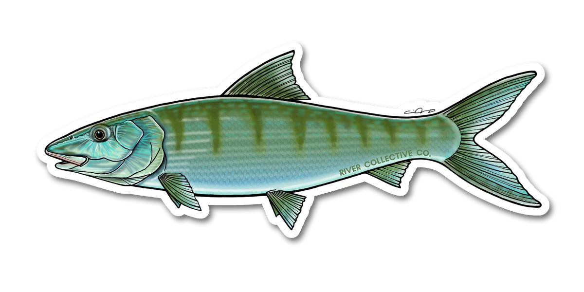 River Collective Co. Bonefish Decal