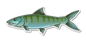 River Collective Co. Bonefish Decal