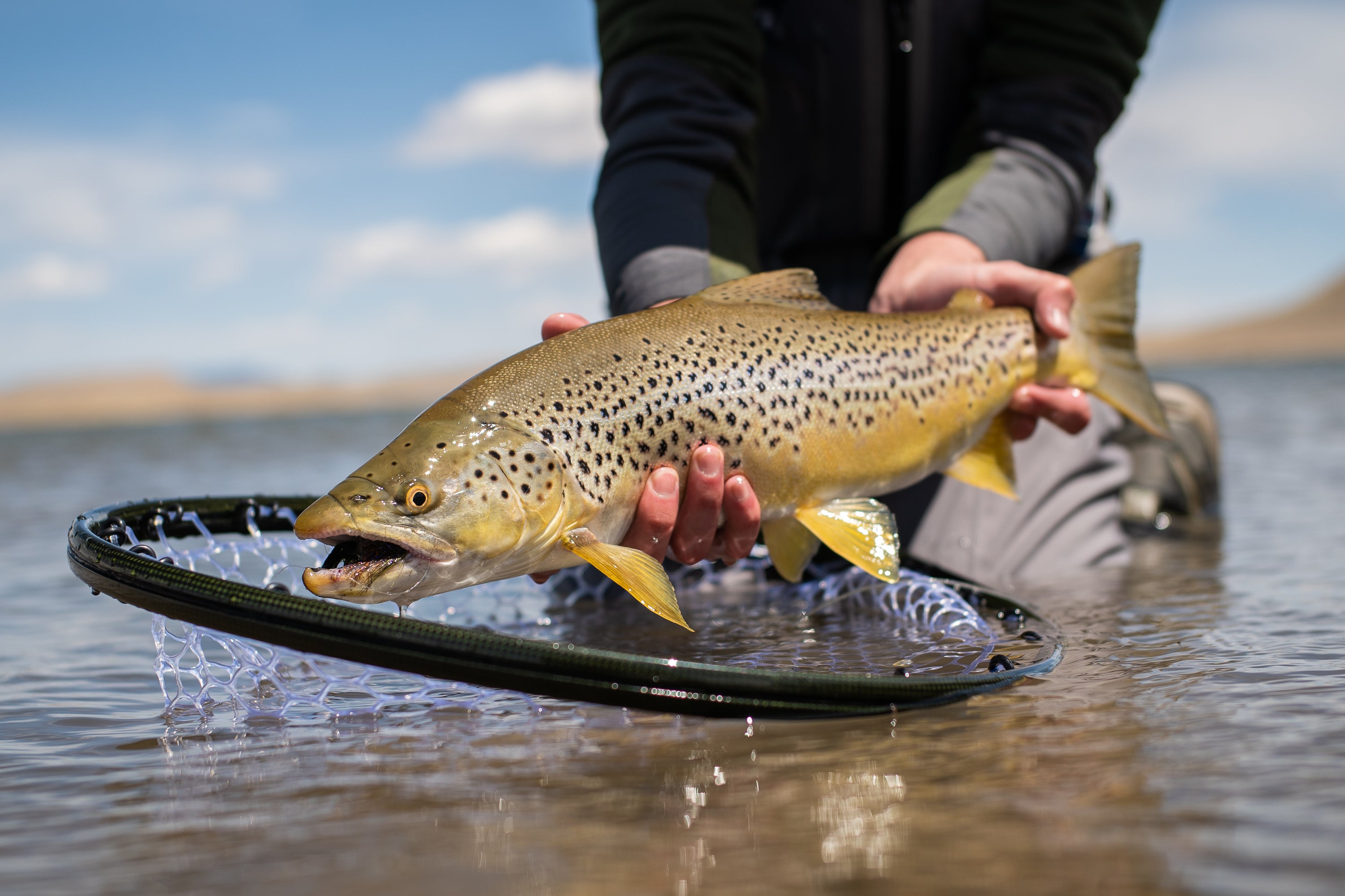 Person holding a large brown trout over a fishing net in a body of water with a blurred background.