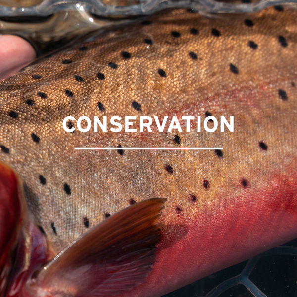 Blog_Category_Tile_-_Conservation-1.png
