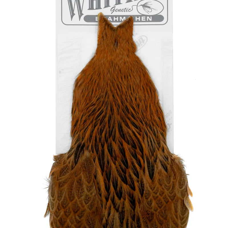 BrahmaHenCapeBadger_GoldenBrown_-_Front.webp