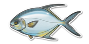 River Collective Co. Permit Decal
