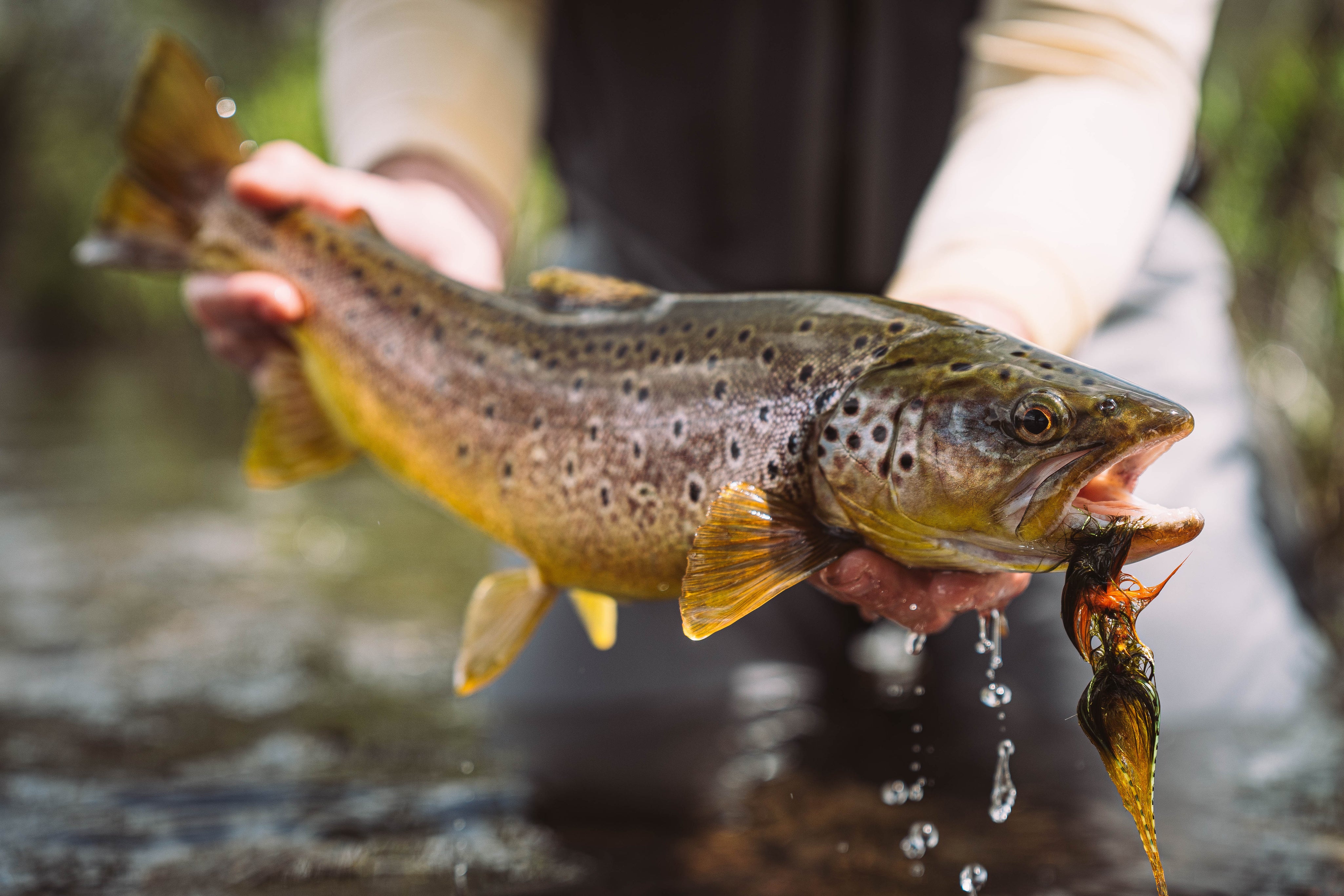 SET Fly Fishing - Trout, Argentina