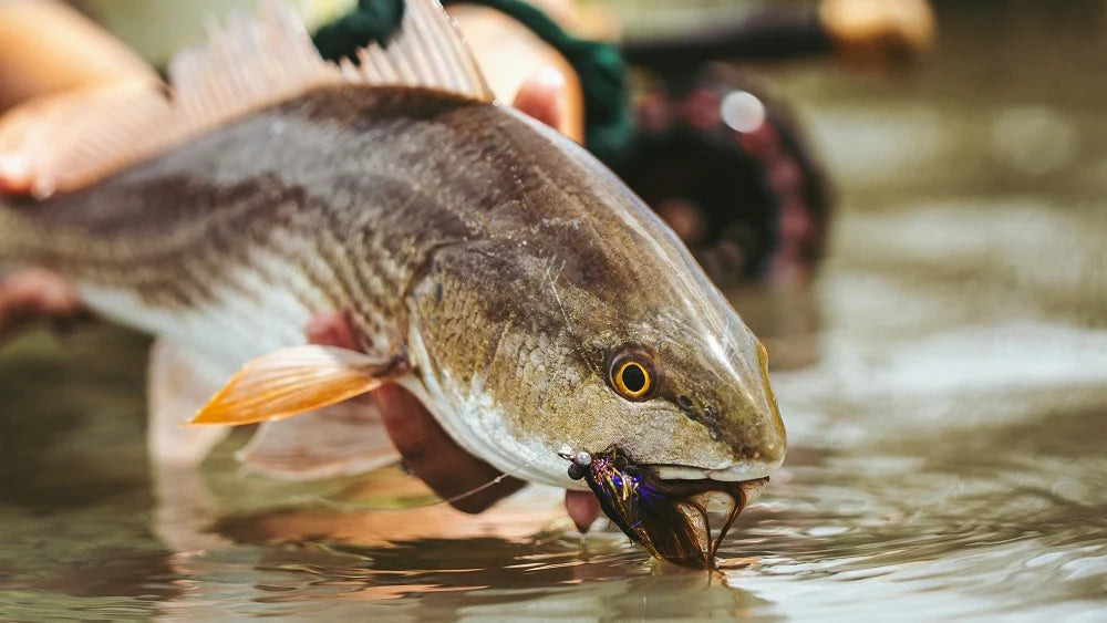 Close-up of a fish being held above water with a blurred background