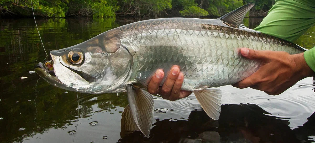 Person holding a large fish by a body of water with greenery in the background