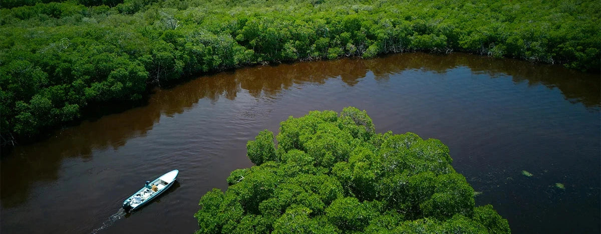 Boat navigating through a curved river surrounded by dense green mangrove forest.