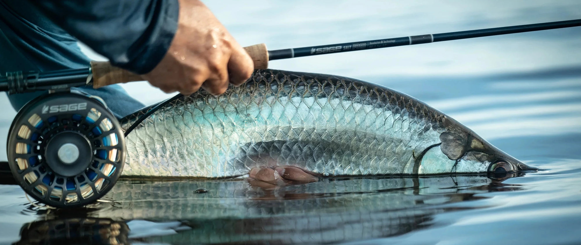 A close-up action shot of a fly fisherman holding a large tarpon fish on the water with a Sage fly rod and reel.