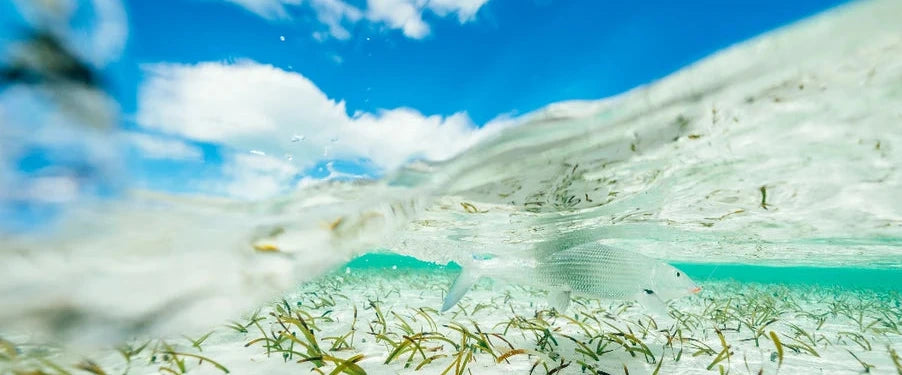 Underwater view of a sandy bottom with seagrass and clear blue sky.