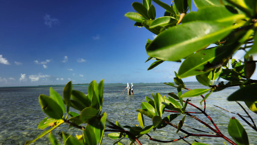 FWT-Turneffe-Flats-13_x575_885f89af-3bb7-45ae-a30c-9cad4edce5ac.webp