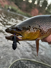 Chapman's Schloppy Toppy - Umpqua Fly