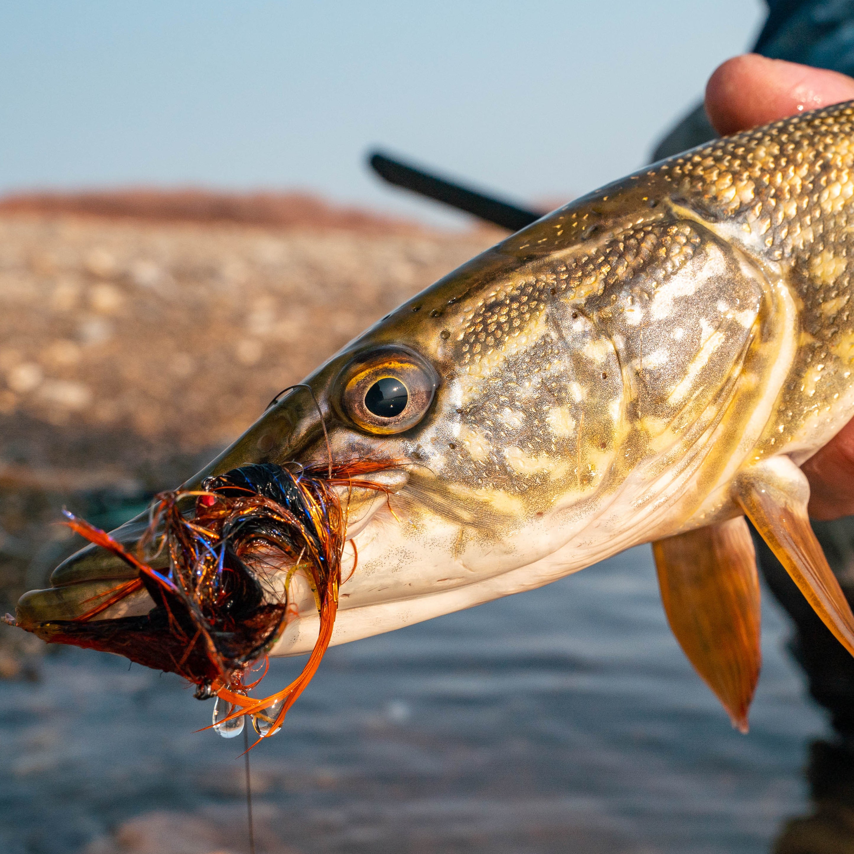 Fish with a lure in its mouth held by a person near water