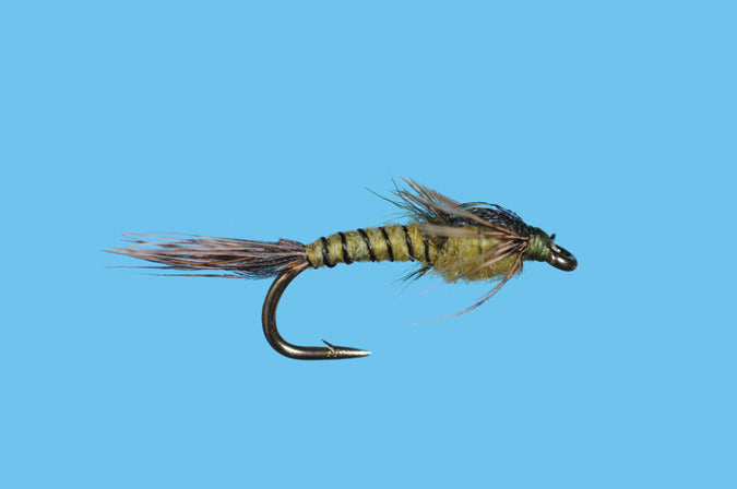Pandemic May - Solitude Fly