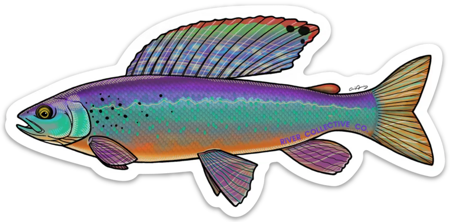 River Collective Co. Trout Stickers