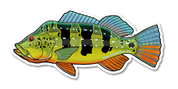 River Collective Co. Peacock Bass Decal