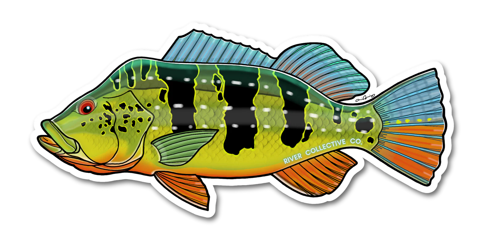 River Collective Co. Peacock Bass