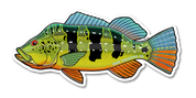 River Collective Co. Peacock Bass