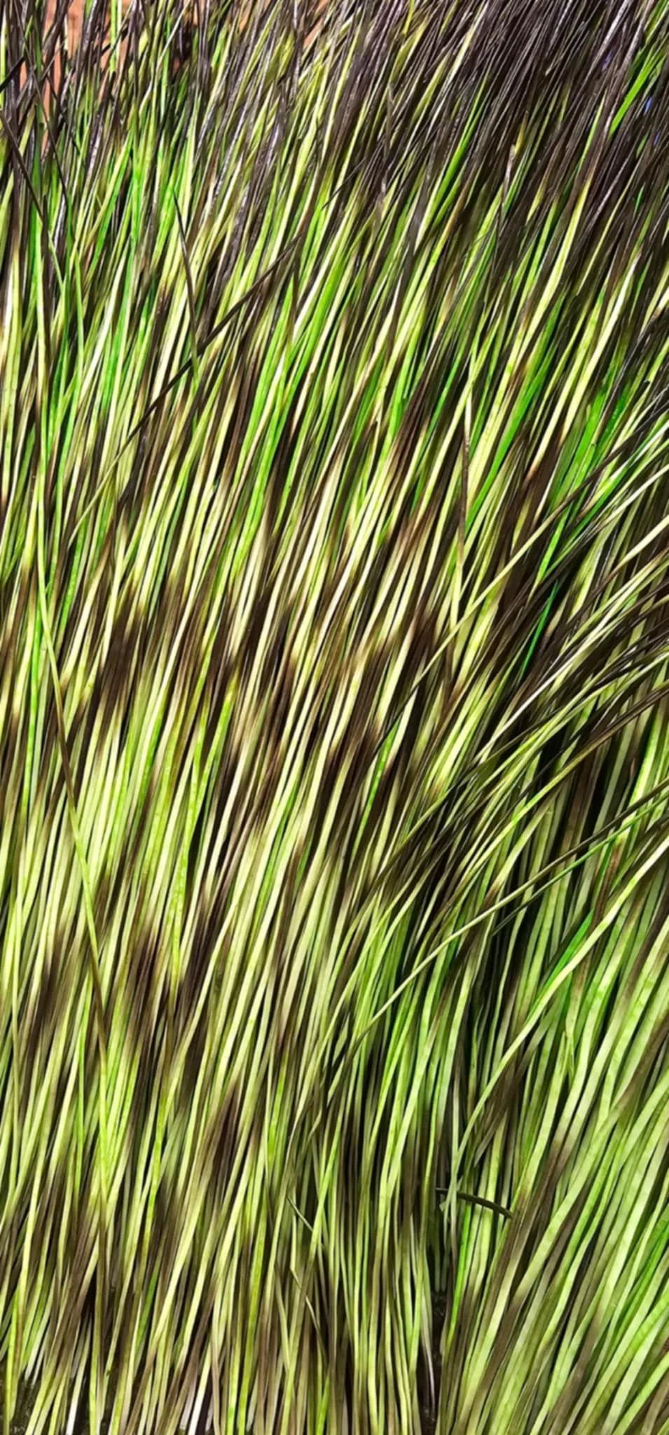 Fly Hair Co. Peccary