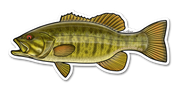 River Collective Co. Smallmouth Bass Decal