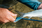Sage Signal Fly Rod