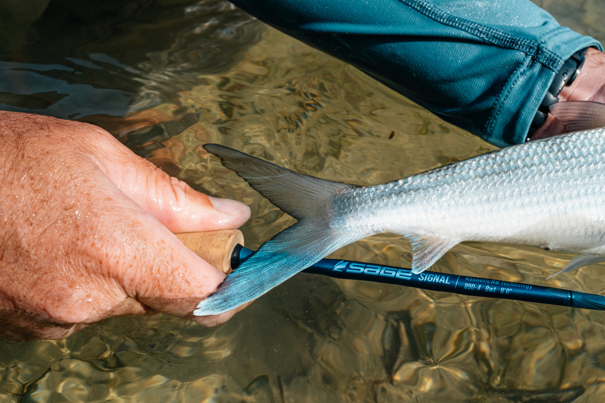 Sage Signal Fly Rod
