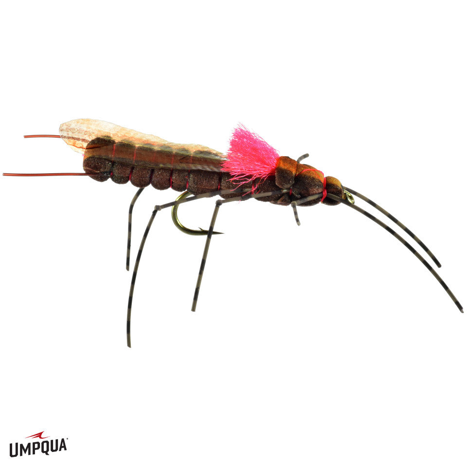 Still-stone-salmonfly__13767.jpg