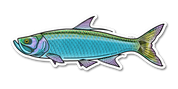 River Collective Co. Tarpon Decal