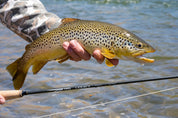 TFO Legacy Fly Rod