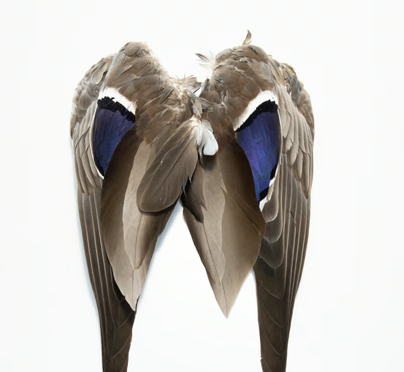 Wapsi Mallard Duck Wings