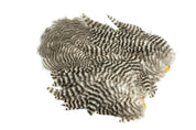 Whiting Farms Rooster Soft Hackle and Chickabou