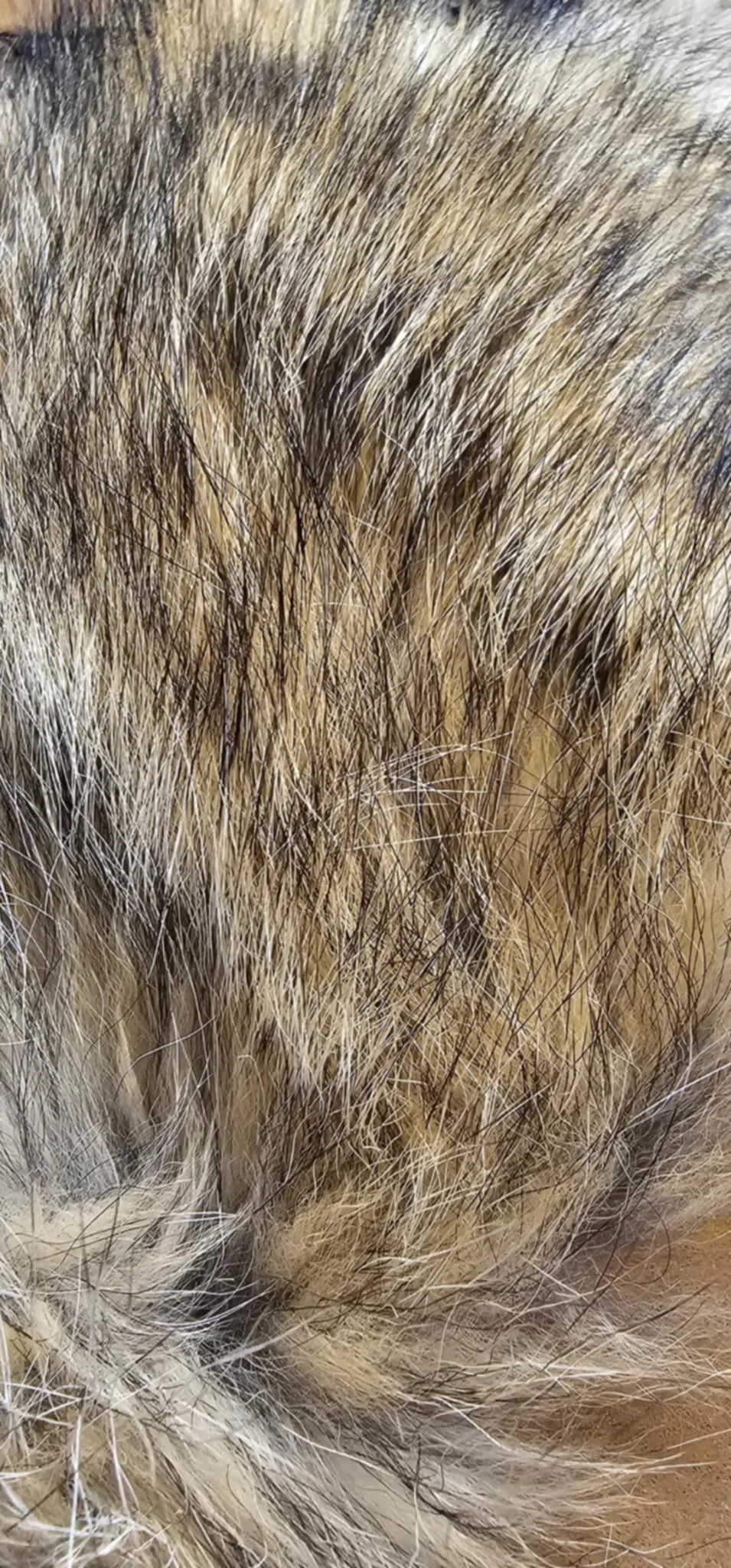 Fly Hair Co. Coyote
