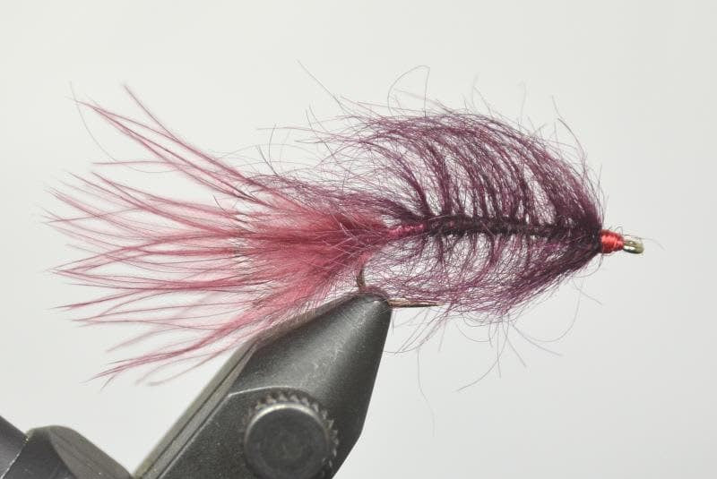 Solitude Hale Bopp Leech