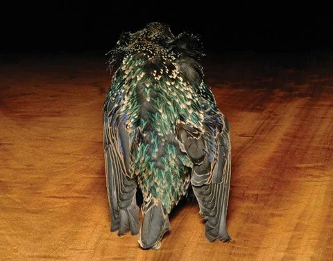 Hareline Starling Skins