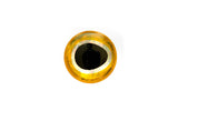 Fulling Mill Epoxy Baitfish Eye